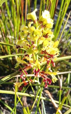 Tritoniopsis parviflora many flowers
